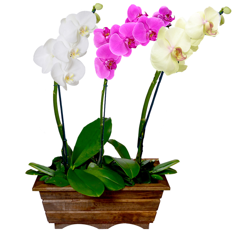 Orquídeas Fotos e Características