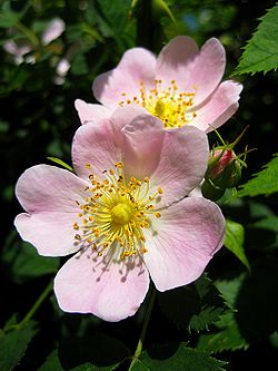 Rosa Canina Fotos, Nome Cientifico e Características