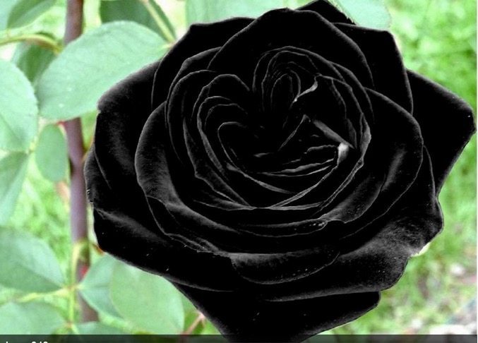Rosa Preta Existe? Qual o Seu Significado?