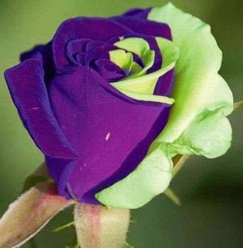 Como Germinar Rosas Raras? Silvestres, Trepadeiras e Híbridas