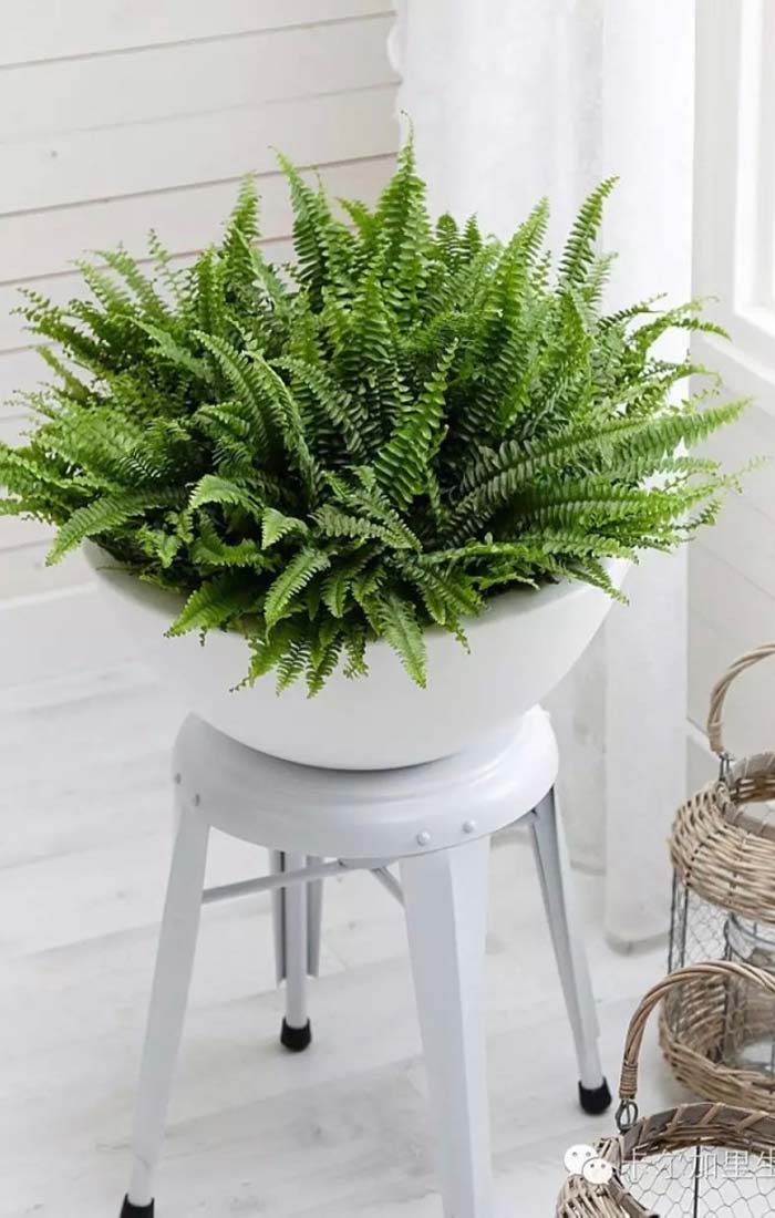 Plantas Para Ambientes Fechados Com Ar Condicionado