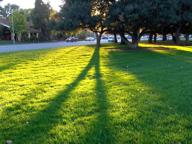 Árvores que Crescem Rápido e Fazem Sombra