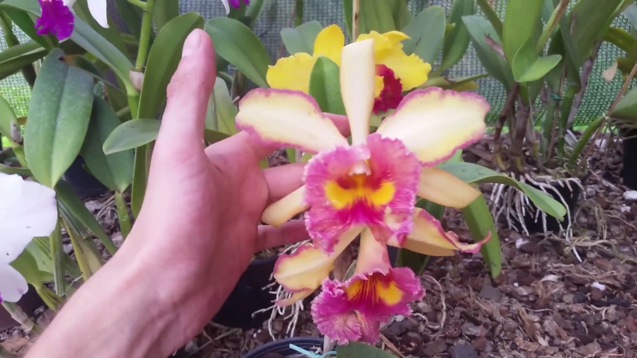 Como Super Brotar Orquídeas
