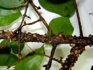 Ácaros em Roseiras: Como Eliminar? Dicas para Salvar a Planta