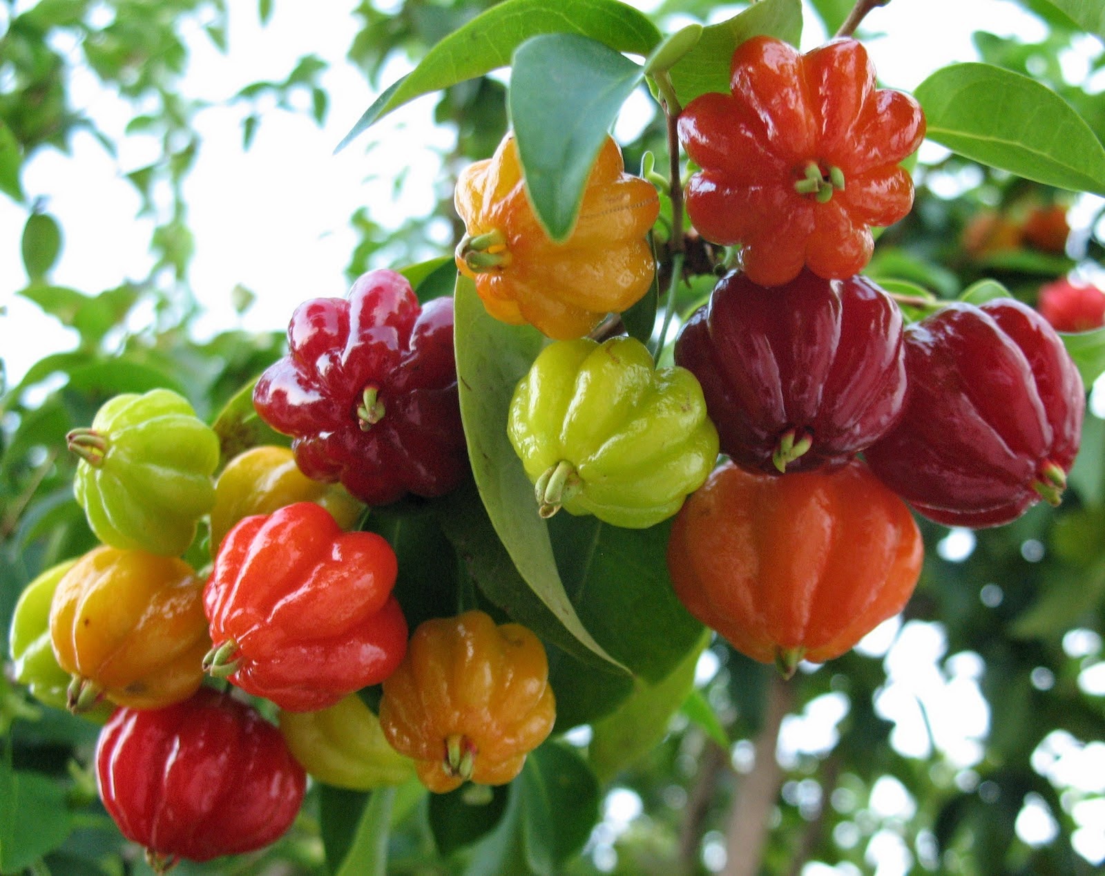 Lista de Árvores Frutíferas Brasileiras