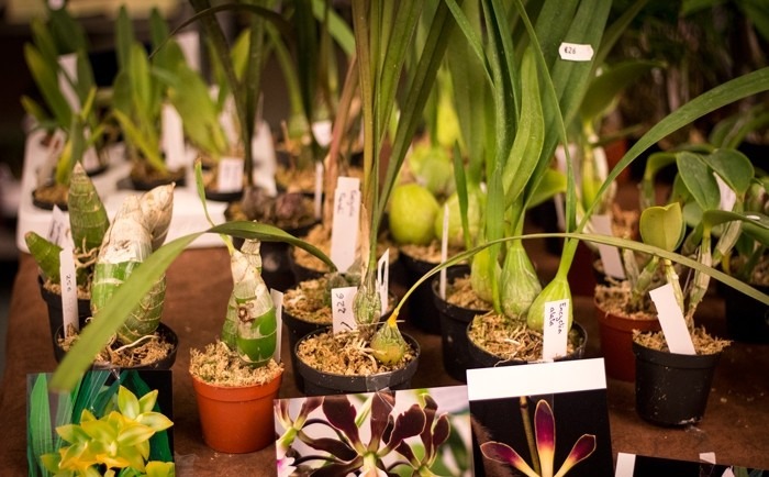 Orquídeas: Bulbos Enrugados