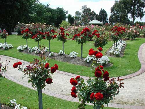 Canteiro de Rosas: Ideias e Fotos