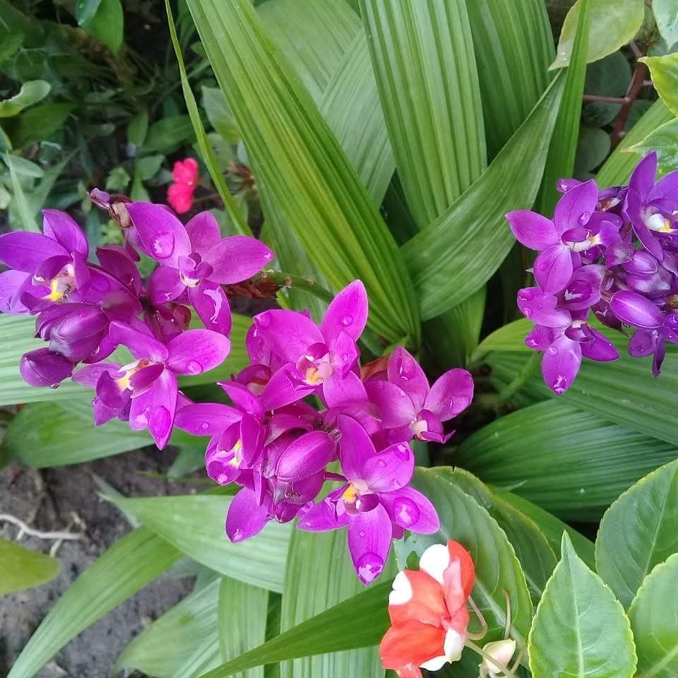 Orquídea Grapete: Fotos e Características