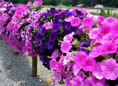 Nomes de Flores para Pessoas: Quais são os mais Comuns?