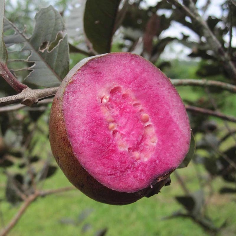 Goiaba Roxa: Sabor, Como Podar, Características e Fotos