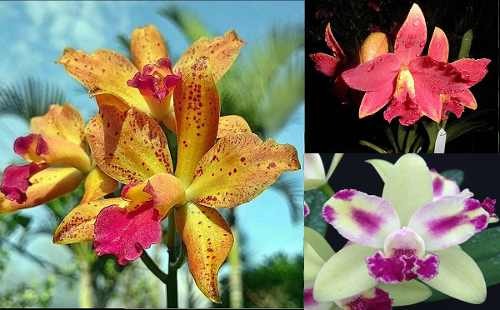 Tamanho das Orquídeas: Variação no Cultivo e sua Influência