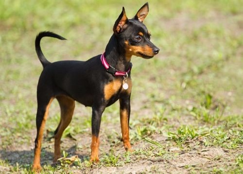 Pinscher