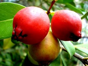 Pitanga Araçá Rosa: Fotos e Características