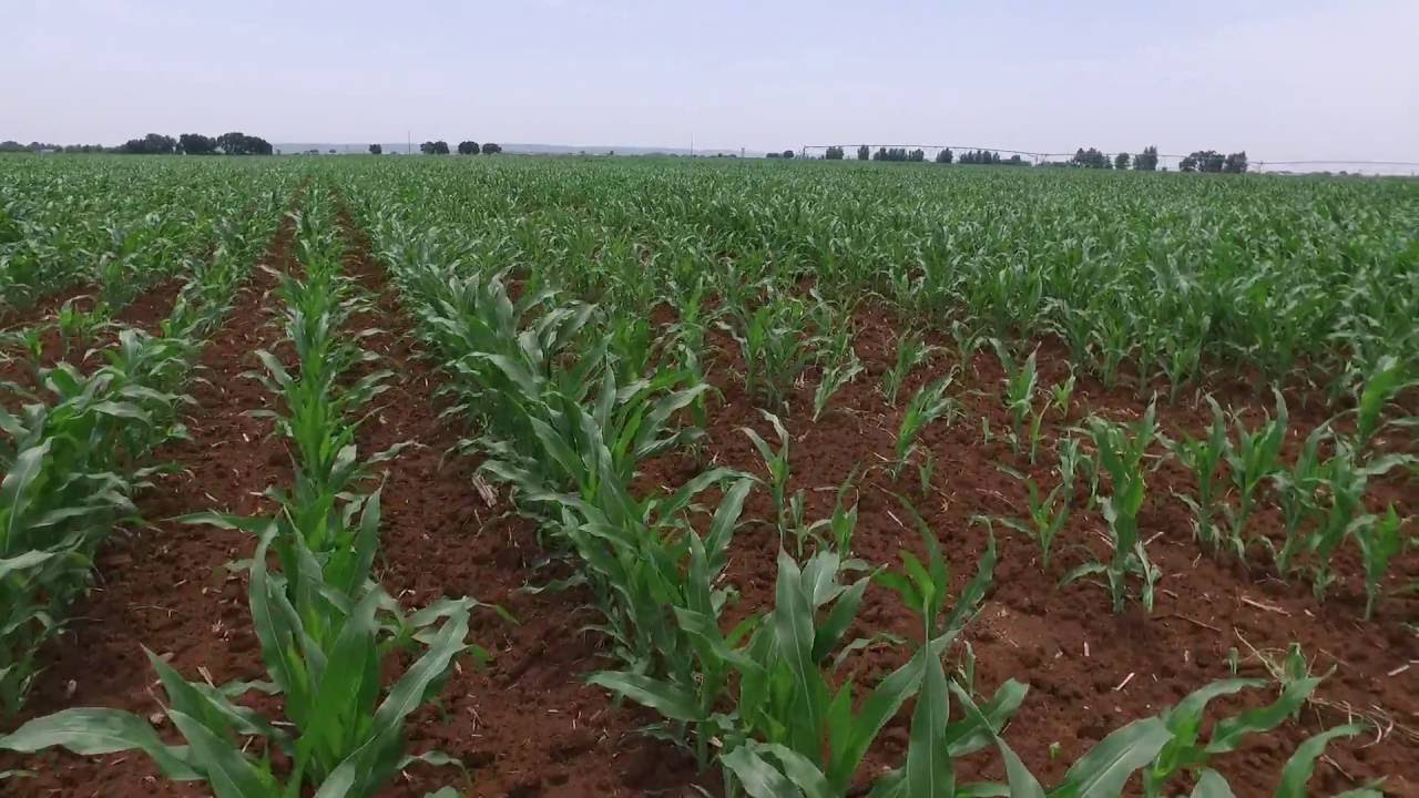 Plantas para Solo Argiloso