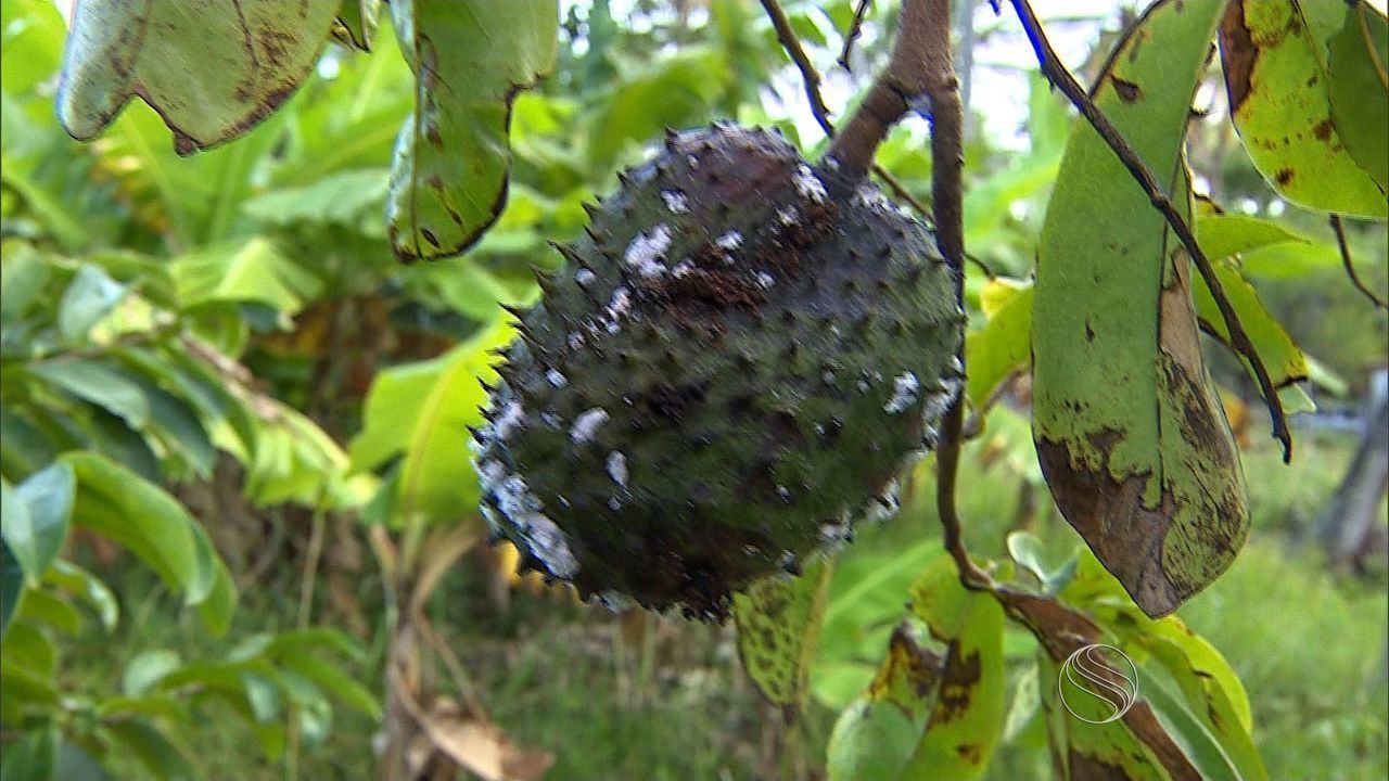 Pé de Graviola Doente e Caindo os Frutos: O Que Fazer?