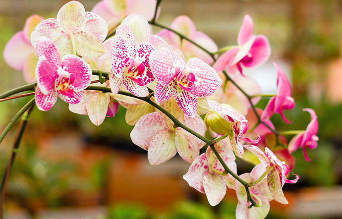 Segredo Para as Suas Orquídeas Darem Flor o Ano Inteiro