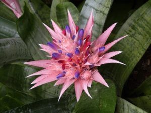 Bromélia Rosa: Fotos, Características, Flores e Nome Científico