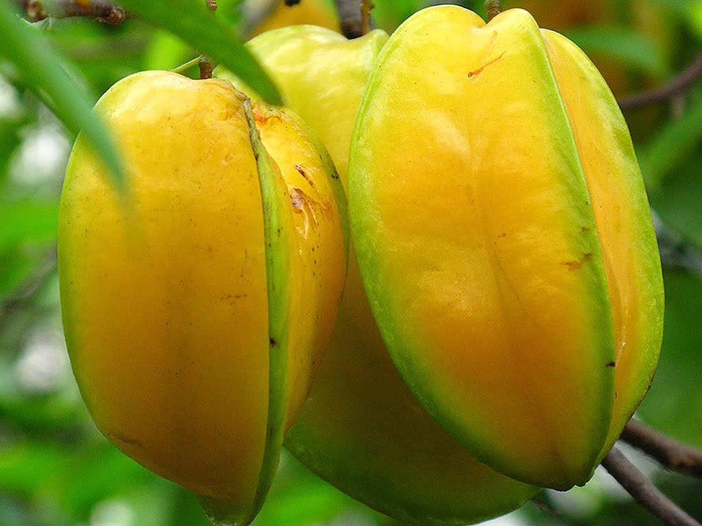 Carambola Jaqueira: Fotos e Características