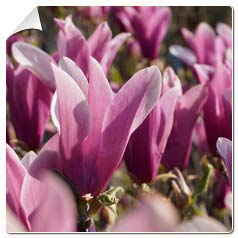 Magnólia Liliflora: Características, Nome Cientifico e Fotos