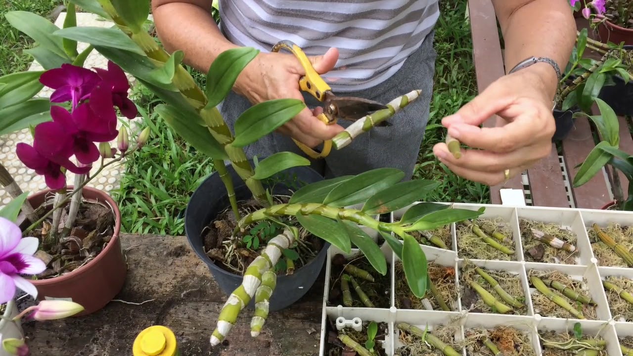 Como Enraizar Mudas de Orquídeas?