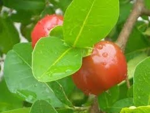 Folha de Acerola: Para que Serve? Benefícios do Chá de Acerola