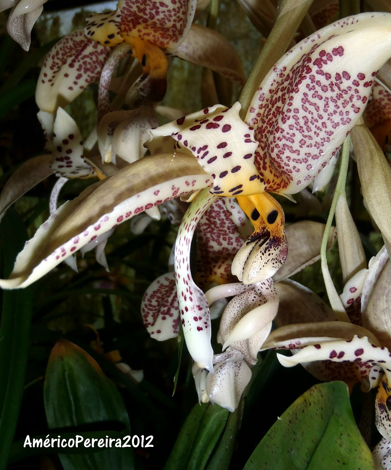 Orquídea Passarinho: Fotos e Características