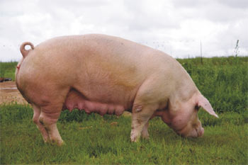 Landrace