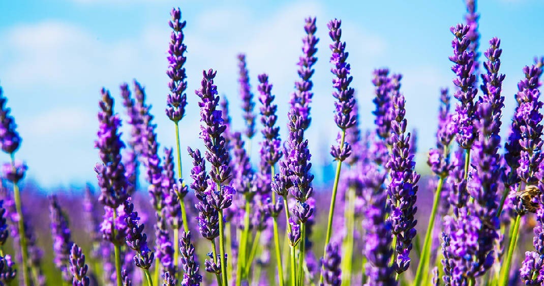Lavanda – Para Que Serve?