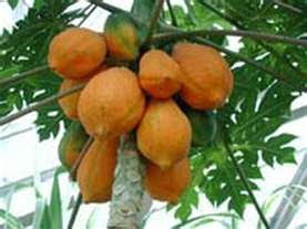 Mamão Formosa Redondo: Tabela Nutricional e Fotos