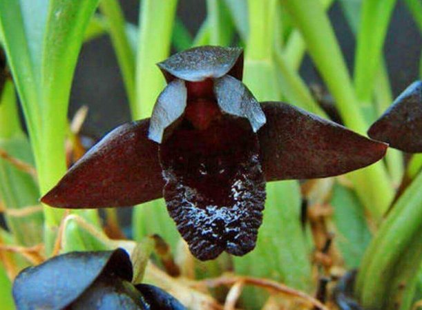 Tipos de Orquídeas no Mato