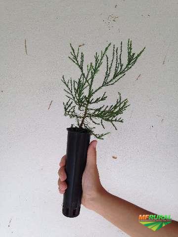 Como Plantar e Cuidar de Sequoia Gigante?