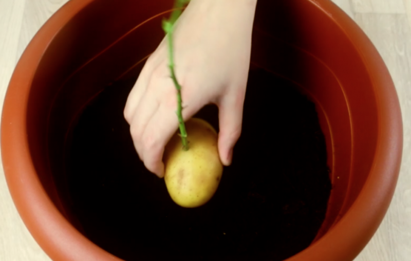 Como Fazer Muda de Rosa na Garrafa Pet e na Batata