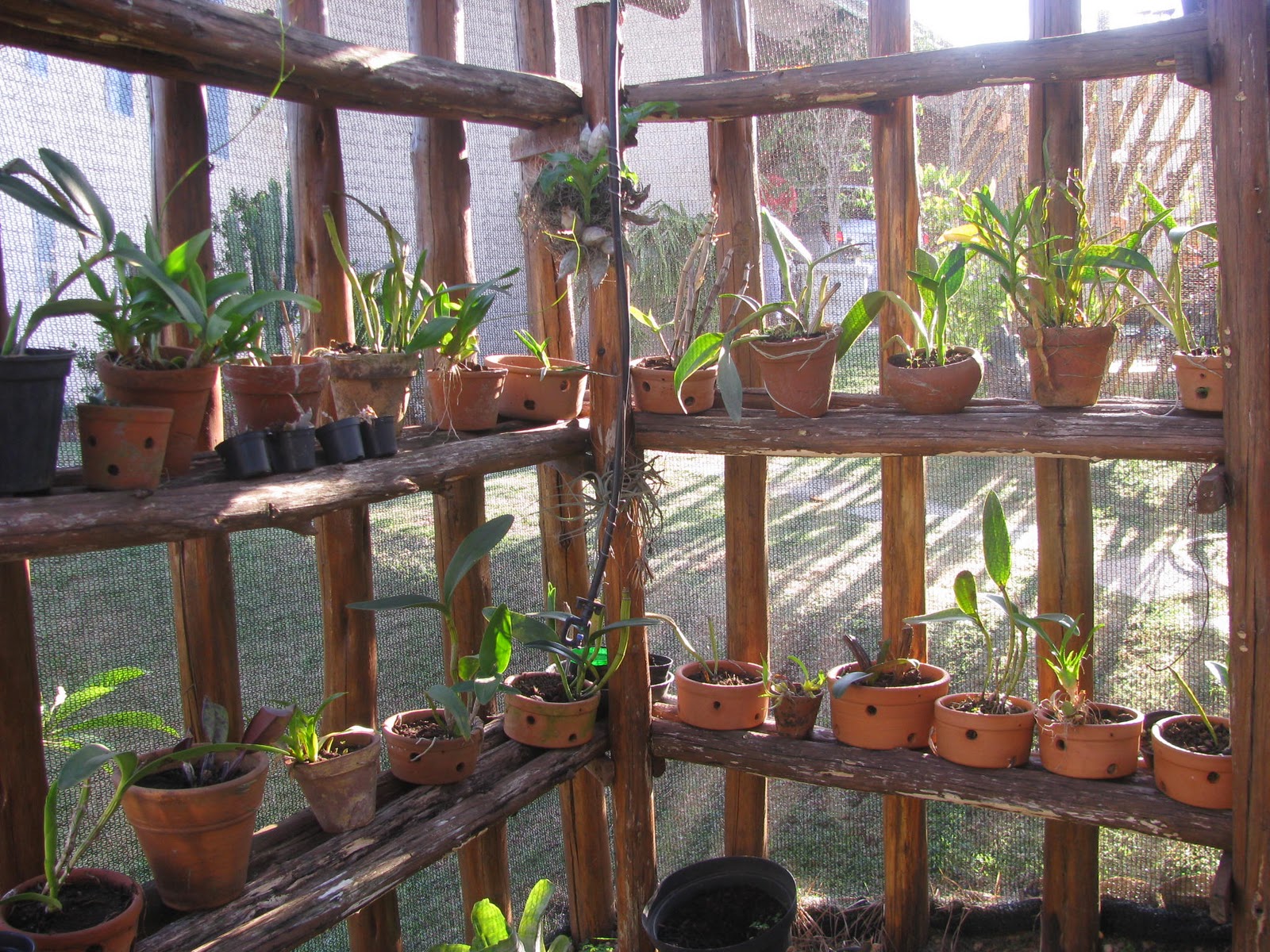 Mini Orquidário de Parede: Como Fazer?