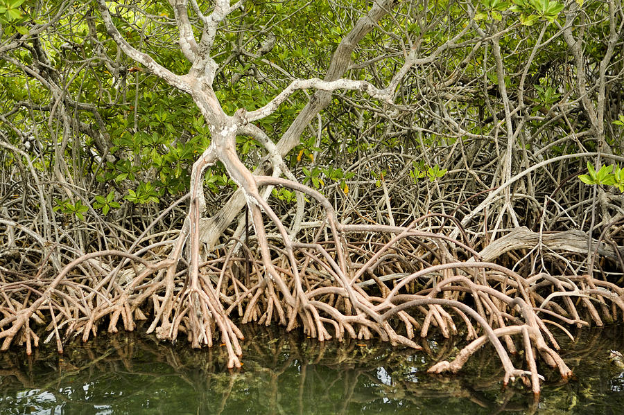 Mangue Branco: Características, Fotos, Sereíba e Avicennia