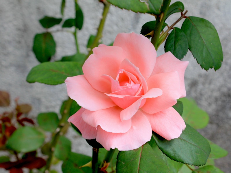 Rosa Classificações Inferiores e Nome Científico