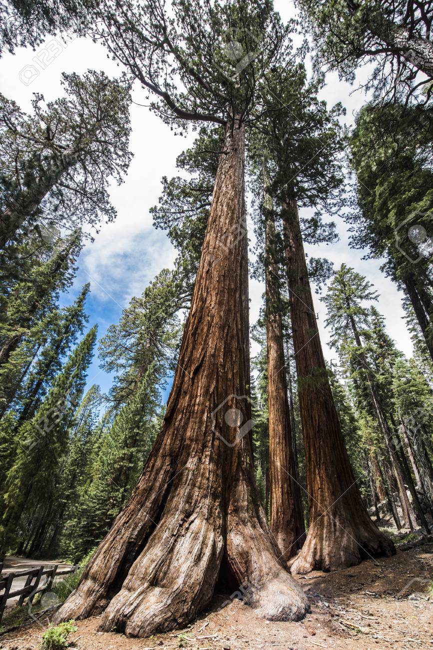 Qual a Maior Sequoia do Mundo? Onde se Localiza?