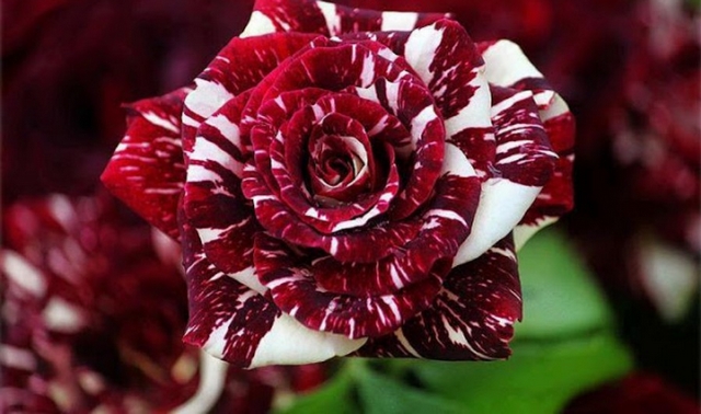 Tipos de Enxerto de Rosas com Fotos
