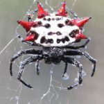 Aranha Preta E Branca 3