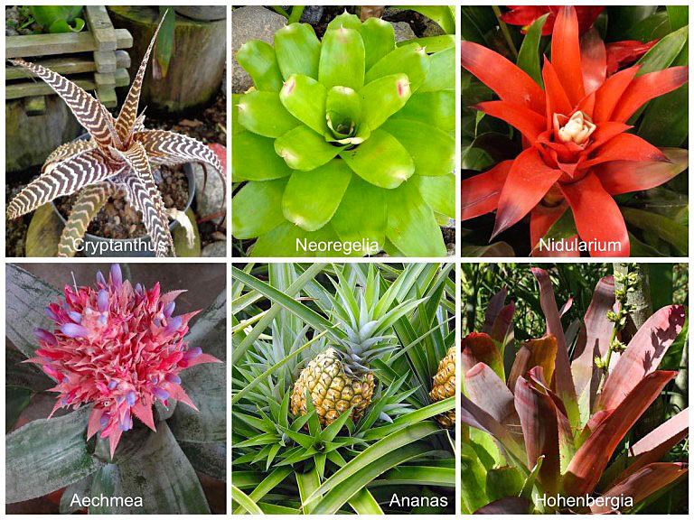 Tipos E Especies De Bromelias De Jardim Com Fotos
