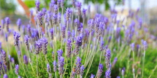 Lavanda Selvagem: Como Cuidar, Nome Cientifico E Fotos