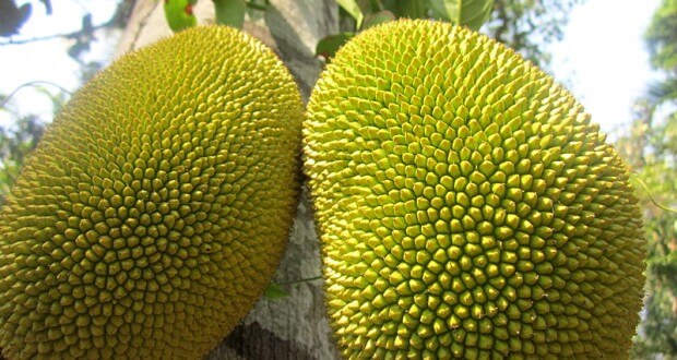 Jaca Origem, História Da Fruta E Da Árvore