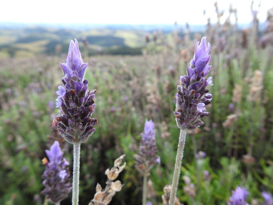 Lavanda Planta: Como Cuidar E Cultivar