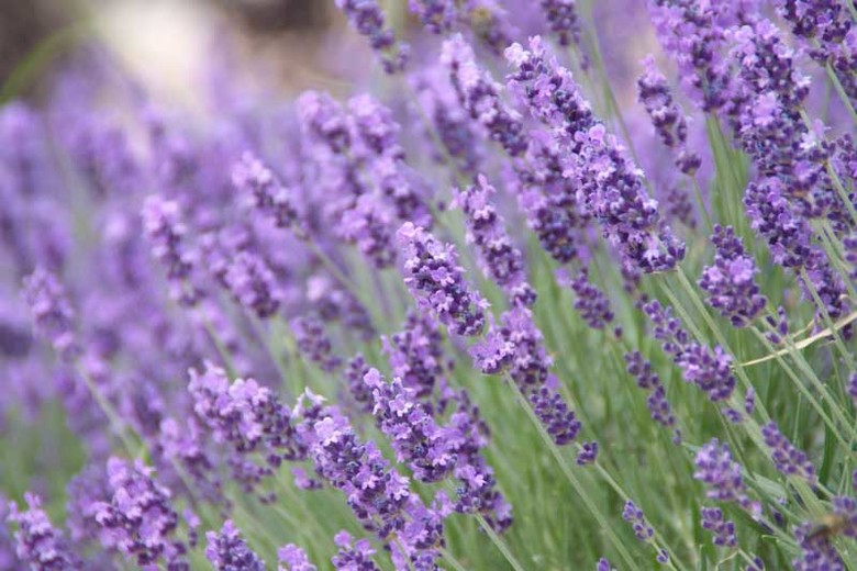 Lavanda Highland: Óleo, Características e Cultivo