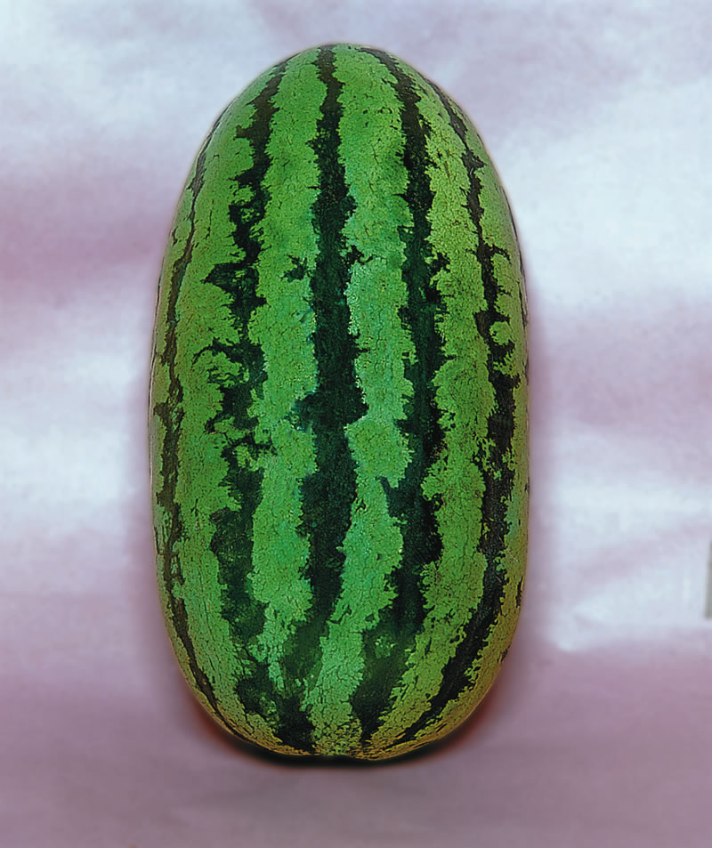 Melancia Fairfax: Características, Benefícios e Nome Científico