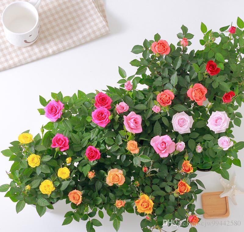 Como Cultivar Mini Rosas em Vasos