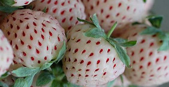 Curiosidades Sobre o Morango e Fatos Interessantes