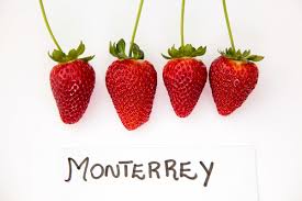 Morango Variedade Monterey: Características, Mudas e Nome Cientifico