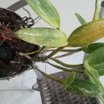 Orquídea Com Bulbo Preto