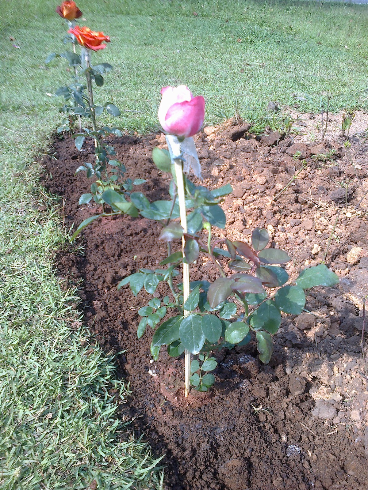 Qual a Melhor Época Para Fazer Mudas De Rosas?