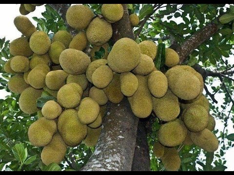 Quanto Tempo Demora Para Um Pé de Jaca Dar Frutos?